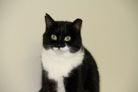 Domestic Short Hair