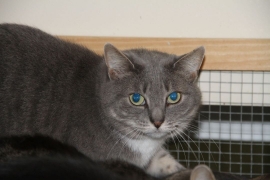 Domestic Short Hair