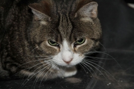 Domestic Short Hair