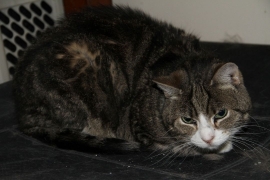 Domestic Short Hair