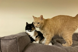 Domestic Short Hair