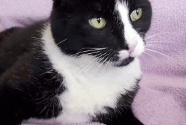 Tuxedo