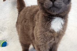 Domestic Short Hair