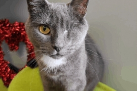 Domestic Short Hair