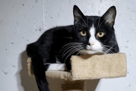 Tuxedo