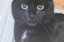 Domestic Short Hair