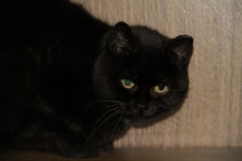 Domestic Short Hair