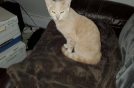 Domestic Short Hair
