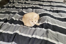Domestic Short Hair