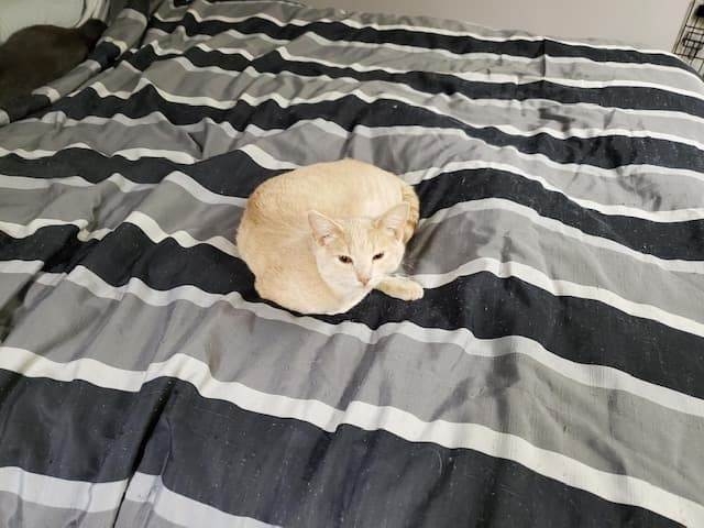 Domestic Short Hair