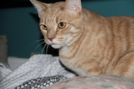 Domestic Short Hair