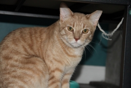 Domestic Short Hair