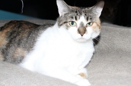 Domestic Short Hair