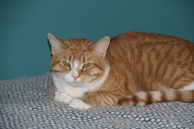 Domestic Short Hair