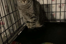 Domestic Short Hair Domestic Short Hair