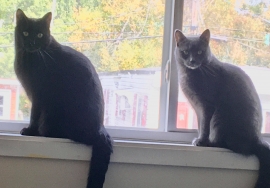 Domestic Short Hair