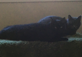 Domestic Short Hair