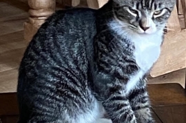 Domestic Short Hair