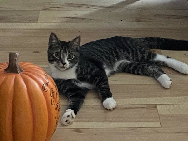 Domestic Short Hair