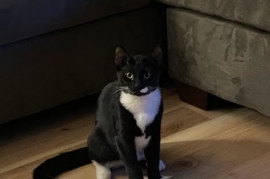 Domestic Short Hair
