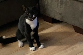 Domestic Short Hair