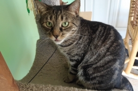 Domestic Short Hair