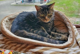 Domestic Short Hair