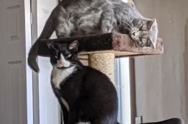 Domestic Short Hair