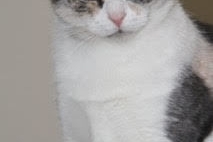 Domestic Short Hair