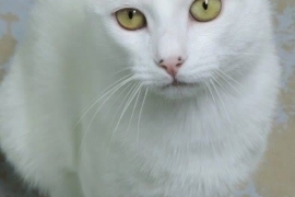 Domestic Short Hair