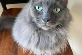 Domestic Short Hair