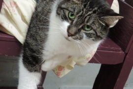 Domestic Short Hair