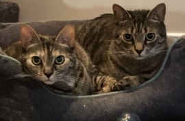 Domestic Short Hair