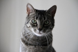 Domestic Short Hair