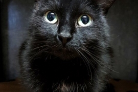 Domestic Short Hair