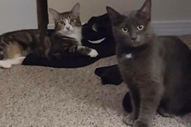 Domestic Short Hair