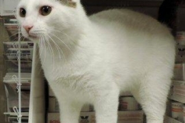 Domestic Short Hair