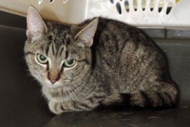 Domestic Short Hair