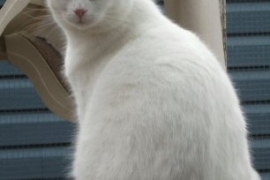 Domestic Short Hair