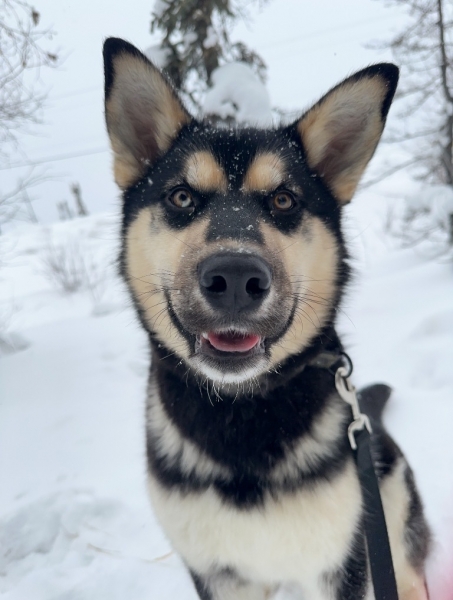 Husky