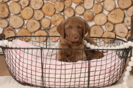 Chesapeake Bay Retriever 