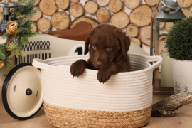 Chesapeake Bay Retriever 