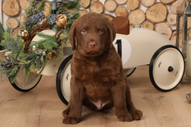 Chesapeake Bay Retriever 