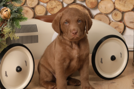 Chesapeake Bay Retriever 
