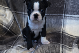 Boston Terrier