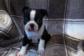 Boston Terrier