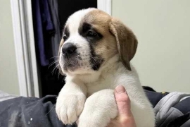Saint bernard puppies