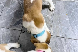 Saint bernard puppies