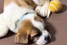 Saint bernard puppies