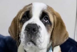 Saint bernard puppies